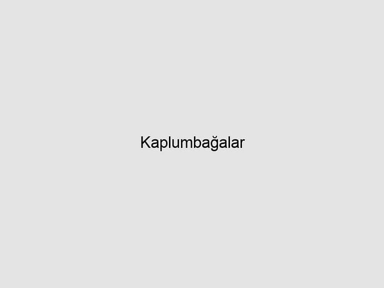 Read more about the article Kaplumbağalar
